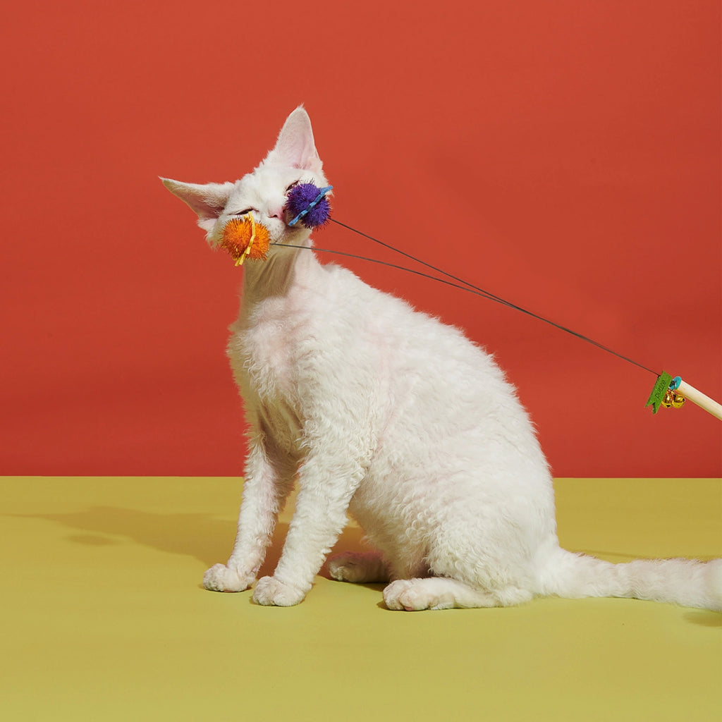 Little Burr | Blooming Cat Teaser Collection