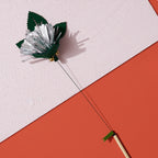 Silver Grass | Blooming Cat Teaser Collection