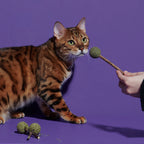 Catfree Lollipop | Catnip Chew Sticks