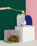 Dancing Flake | Blooming Cat Teaser Collection