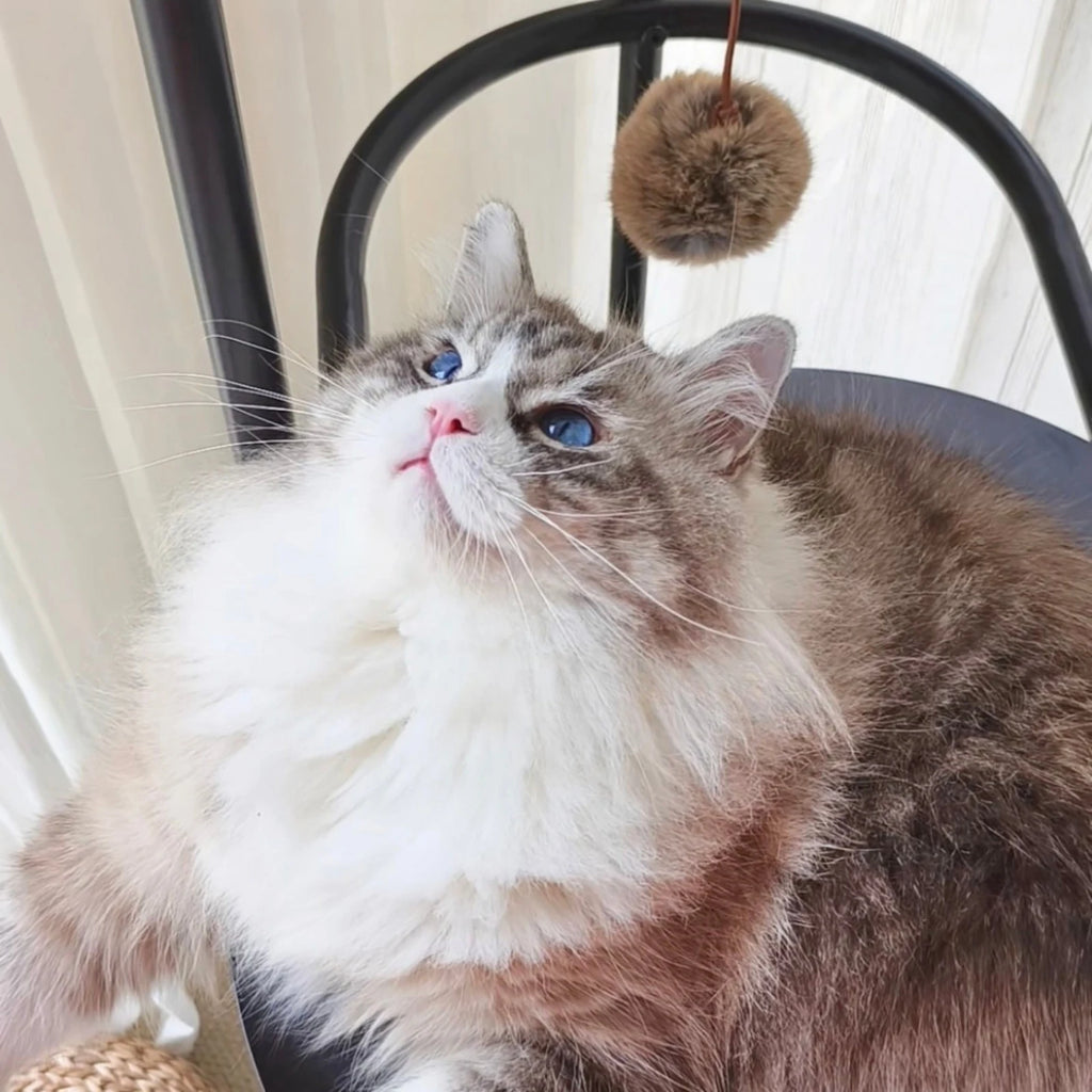 Space Capsule Classic