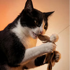 Natural Feather Cat Teaser Toy | 4-Toy Set