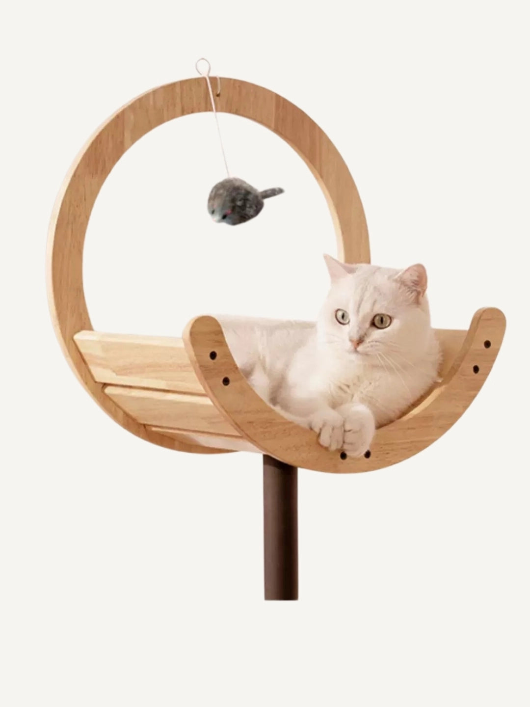 The Cat Loft II