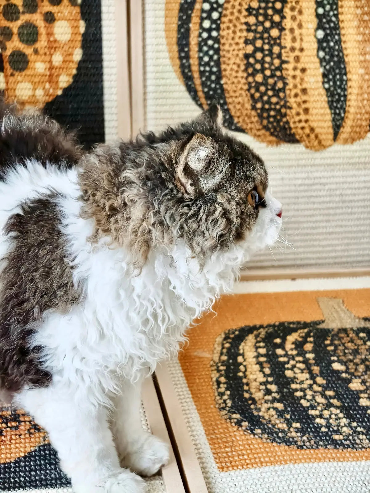 Pumpkin Series Cat Scratch Board