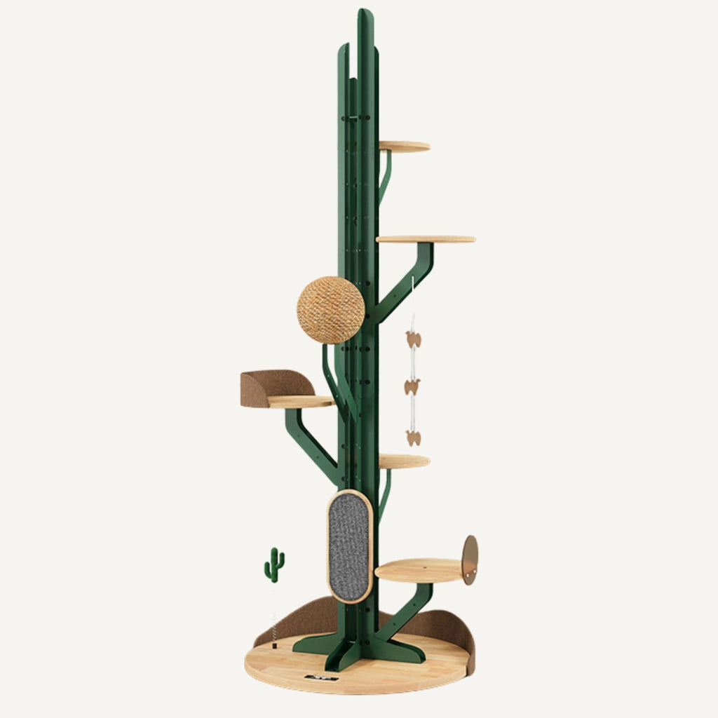 Cactus Climb