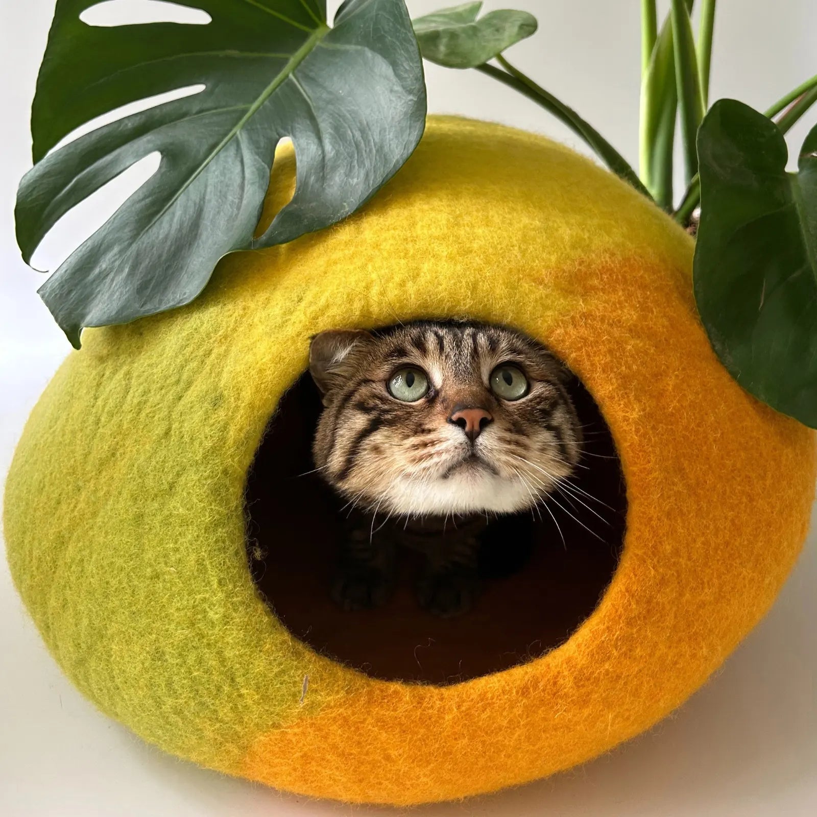 Amalfi Lemon | Natural Wool Felt Cat Cave