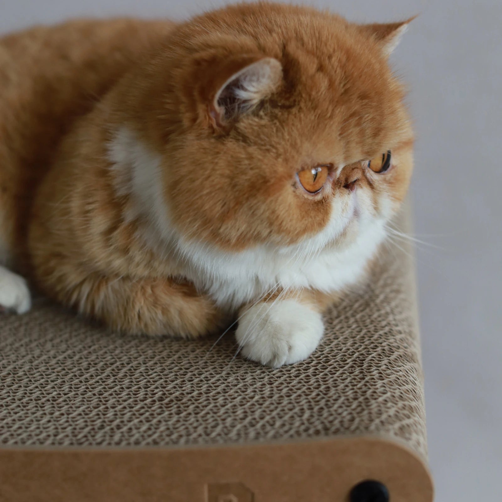 3-in-1 Cat House Stool