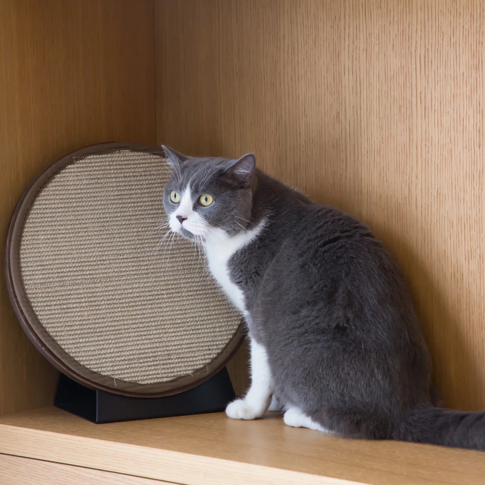 Mooncake Cat Scratch Pad