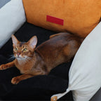 Natural Cotton Cat Sofa